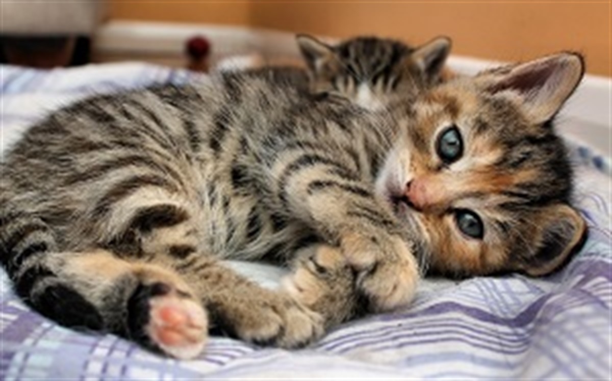 Cat desexing with The Vet Project Melton City Council