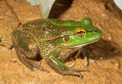 growling grass frog