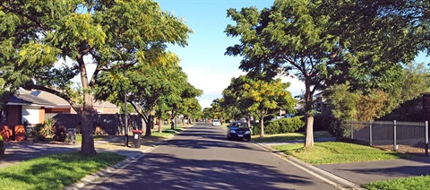 street-trees-program.jpg
