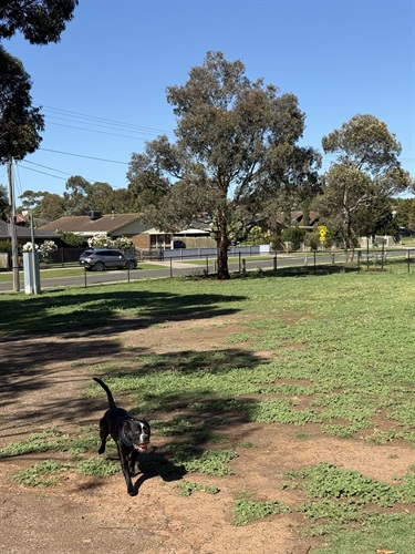 Fraser Street Reserve Dog Off Lead Area 5